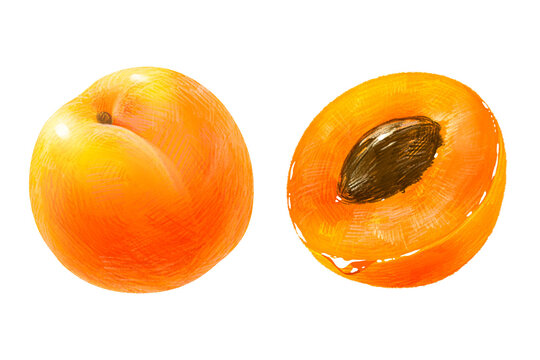 手描きフルーツ イラスト 杏(あんず、アンズ) 半分 種あり 2点セット