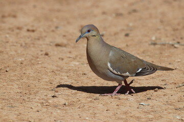 A white-winged Dove in Utah