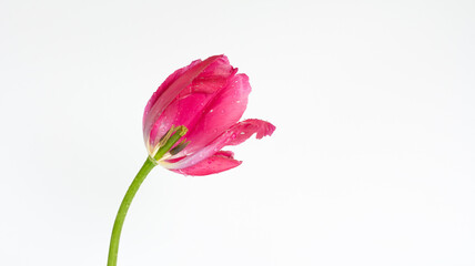 Tulpe / weißer Hintergrund