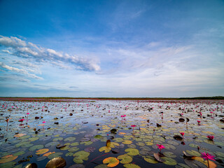 landscape front view of the field. floer red pink lotus blossoms look beautiful natural in the lake sea  blue sky colud at dawn of the day inside the small tourist travel boat of Thailand.