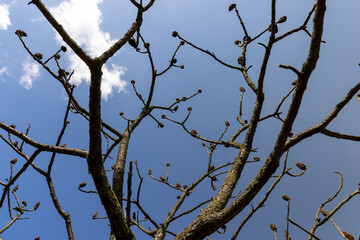 sumac tree in sunny weather in early spring