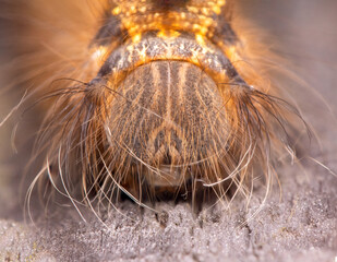 Naklejka na ściany i meble close up of caterpillar
