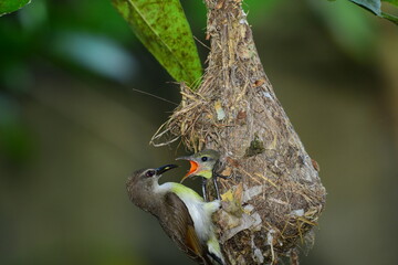 Sunbird female feeding