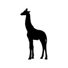 Giraffa camelopardalis is even-toed ungulate mammal isolated on white background. Black ink hand drawn image sketch in art retro style pen on paper. Side view with space for text