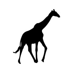 Giraffa camelopardalis is even-toed ungulate mammal isolated on white background. Black ink hand drawn image sketch in art retro style pen on paper. Side view with space for text