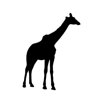 Giraffa camelopardalis is even-toed ungulate mammal isolated on white background. Black ink hand drawn image sketch in art retro style pen on paper. Side view with space for text