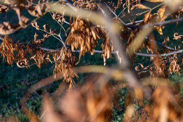 Yellowing maple foliage in the autumn season