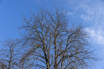 trees of different varieties in the spring season