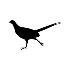 Fototapeta premium beautiful bird silhouette