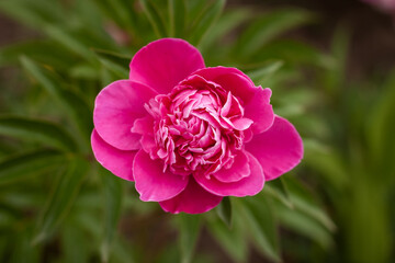 Pink peony (Paeonia)  flower among green leaves