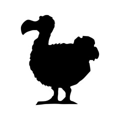 beautiful bird silhouette