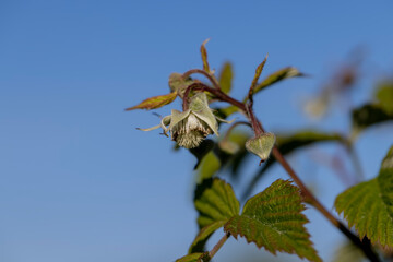 green raspberry bushes with unripe green berries