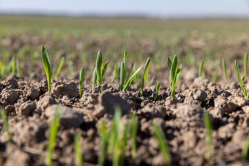 agricultural field with green signs in the spring season