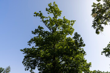 tall trees in the summer