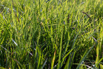 field with grass for harvesting fodder for cows