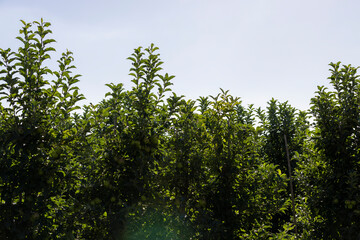 Apple orchard with an unripe harvest of green apples