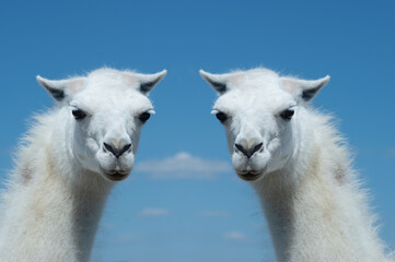 two white lama portrait on blue sky © fotomaster