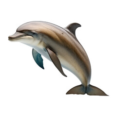 Fototapeta premium dolphin swimming isolated on white