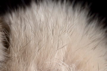 part of a fur coat made of natural beige arctic fox fur