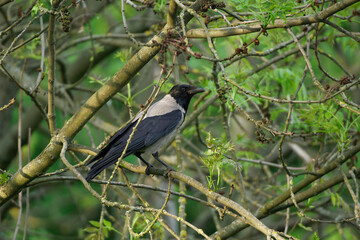 Gray crow watching surrounding in the park.