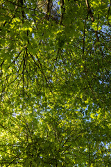 green young foliage of spring maples