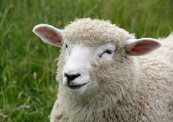 Portrait eines Schafes. Das Gesicht ist gut sichtbar. Ein Jungtier,welches in Norddeutschland zu...
