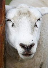 Sie sehen das Gesicht eines jungen Schafes,welches in Norddeutschland beheimatet ist um im Frühjahr auf dem Deich das Gras verzehrt.