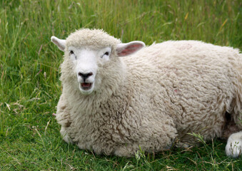 Portrait eines Schafes. Das Gesicht ist gut sichtbar. Ein Jungtier,welches in Norddeutschland zu Hause ist. Es lebt auf dem Deich in der Nähe von Büsum.