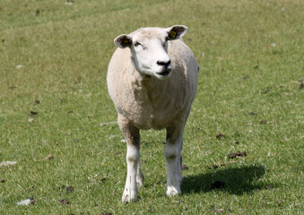 Ein junges Schaf läuft geradeaus und schaut neugierig in die Welt. 