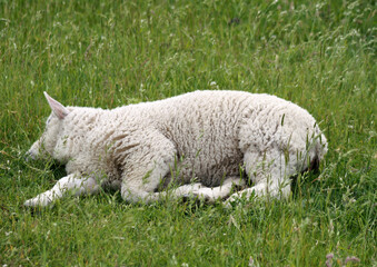 Schaf liegt erschöpft im Gras und schläft