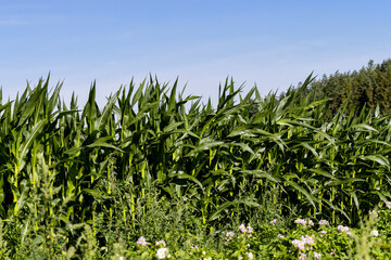 Fototapeta premium Green corn illuminated by sunlight