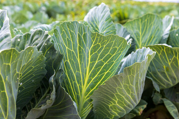 Agricultural field where cabbage is grown in cabbages