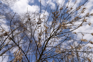 maple trees without foliage in the spring season