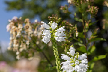 Blooming in late summer or early autumn flowers
