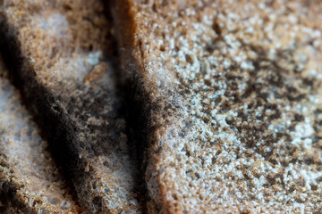 Black rye bread covered with black mold