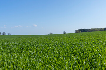 a field with green wheat sprouts in the spring season