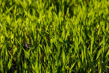 Green grass with a lot of damage and defects