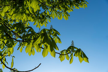 green young foliage on chestnut trees blooming in spring