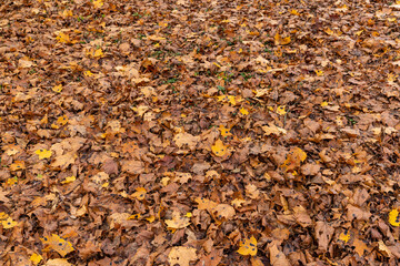 Autumn foliage on trees in Europe