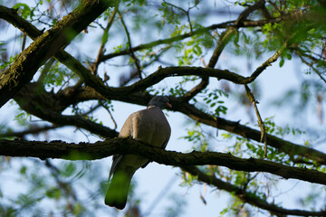 Common wood pigeon taking a moment of chill up the tree.