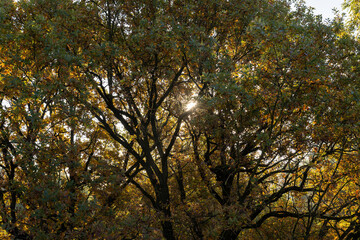 Yellowing and falling foliage of deciduous trees in autumn