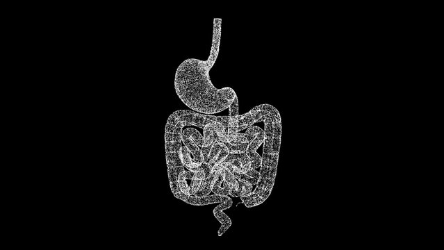 3D stomach and intestines on black bg. The human digestive system. Scientific medical concept. For title, text, presentation. Object dissolved flickering particles. 3d animation.