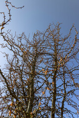larch tree in sunny weather in early spring