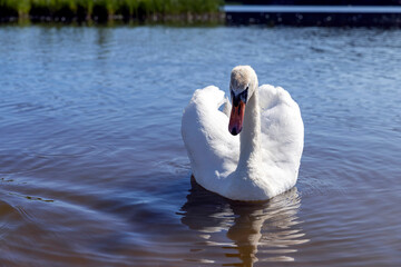 beautiful white swans on the lake in the spring