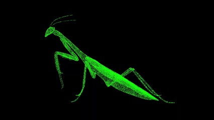 3D mantis on black bg. Insect Mantis. Wild animals concept. Protection of the environment. Zoo concept. For title, text, presentation. Object made of shimmering particles. 3d animation.