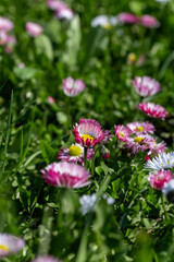 Obraz premium beautiful blooming daisies white and red in spring