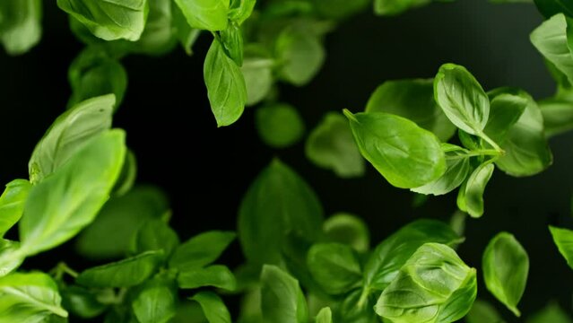 Super slow motion of rotating basil leaves on black background. Ultimate perspective and motion. Filmed on high speed cinema camera, 1000 fps. Camera placed on high speed cine bot, following object.