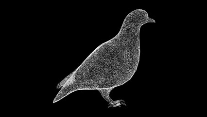 3D Dove on black bg. The bird pigeon is a symbol of peace and prosperity. Wild animals concept. Protection of the environment. For title, text, presentation. 3d animation.