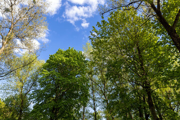 green foliage of maple trees in the spring season