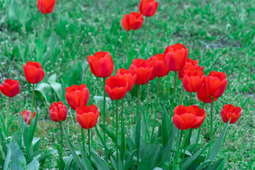 Red tulips blossom in city close-up. Bulbous ornamental plant plants of liliaceae family grow on flowerbed. Floral petals bloom on foliage background. Flower carpet from buds tulips. Ornamental garden